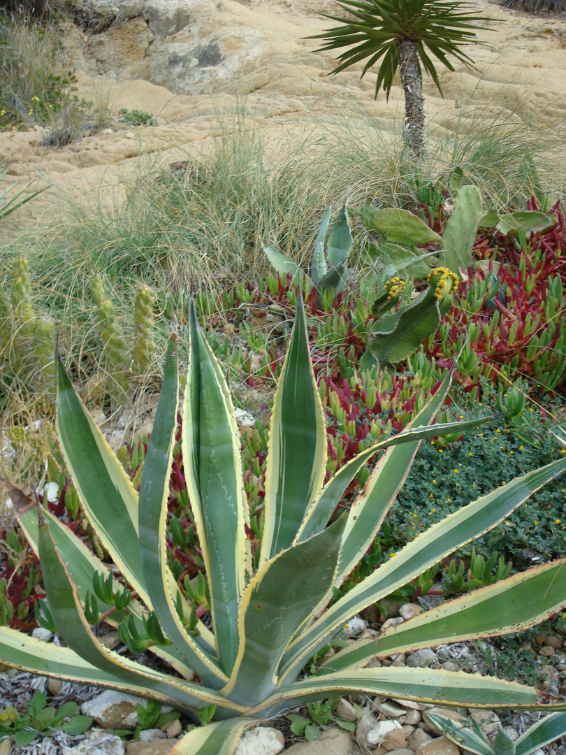 Aloes