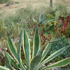 Aloes