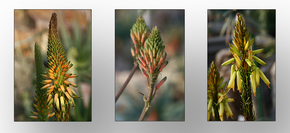 Aloes Südwest Afrika