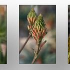 Aloes Südwest Afrika