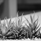 Aloevera