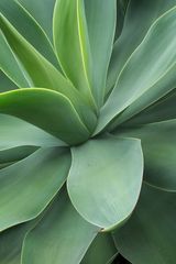 Aloevera