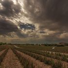 Aloevera Farm