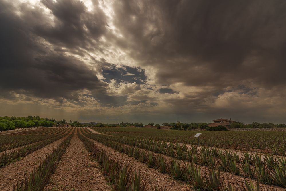 Aloevera Farm