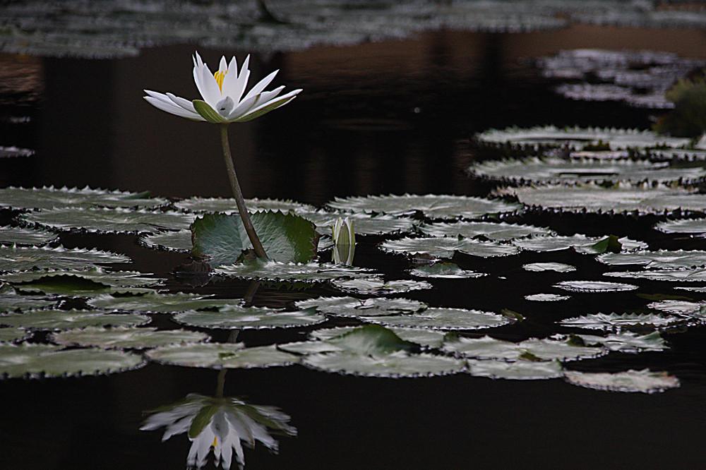 Alone above the water