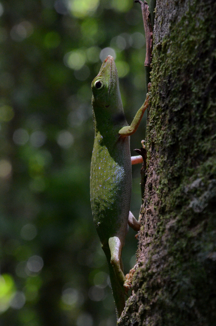 Alone Anole --- Anolis biporcatus Wiegmann.