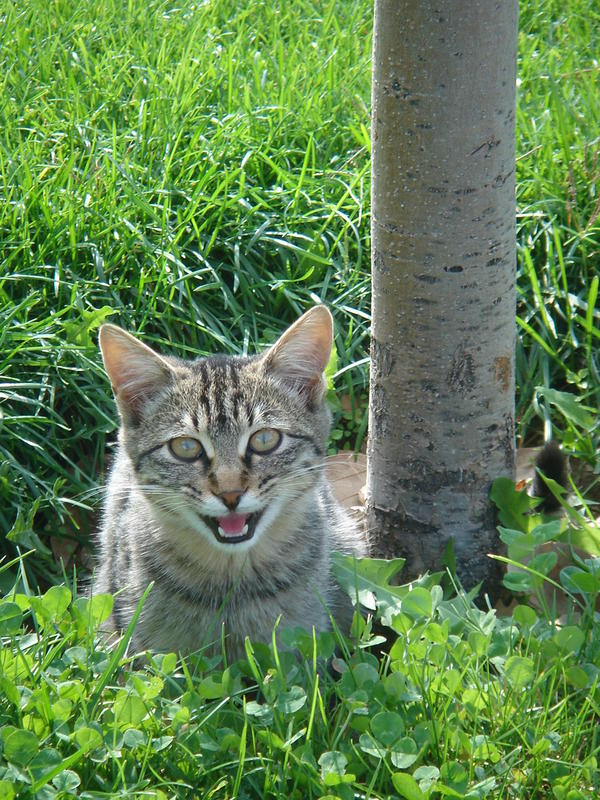 Alone cat...