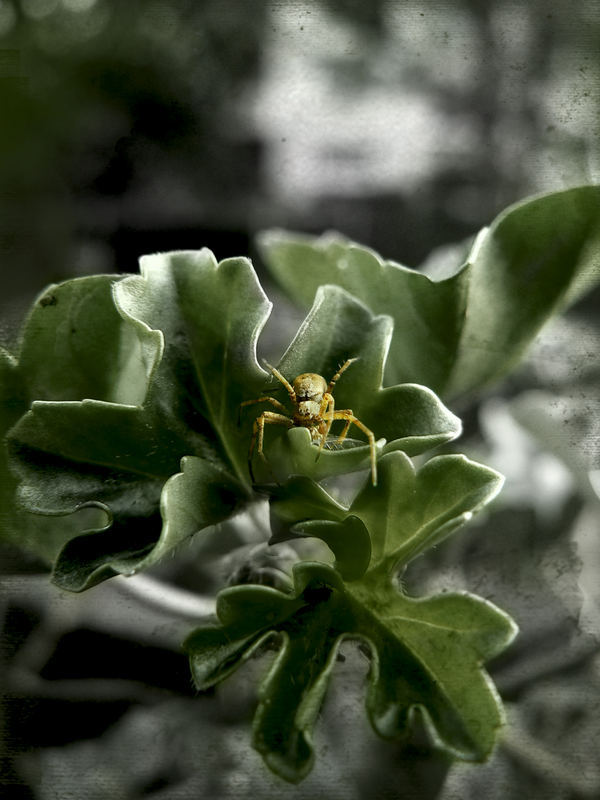 Alone in Green