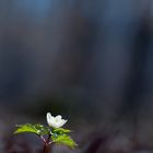 Alone in the dark forest