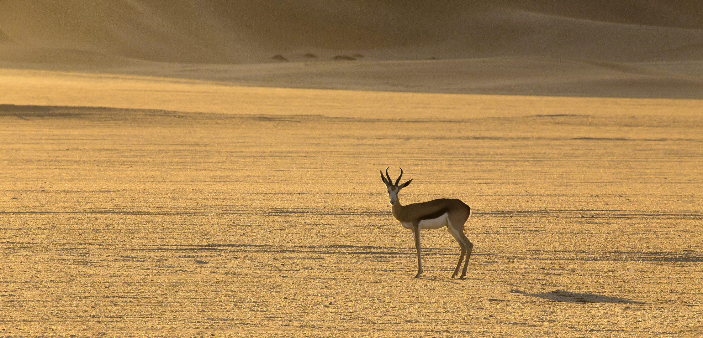 Alone in the Dunes.