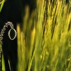 alone in the field