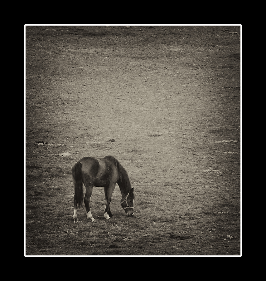 Alone in the field