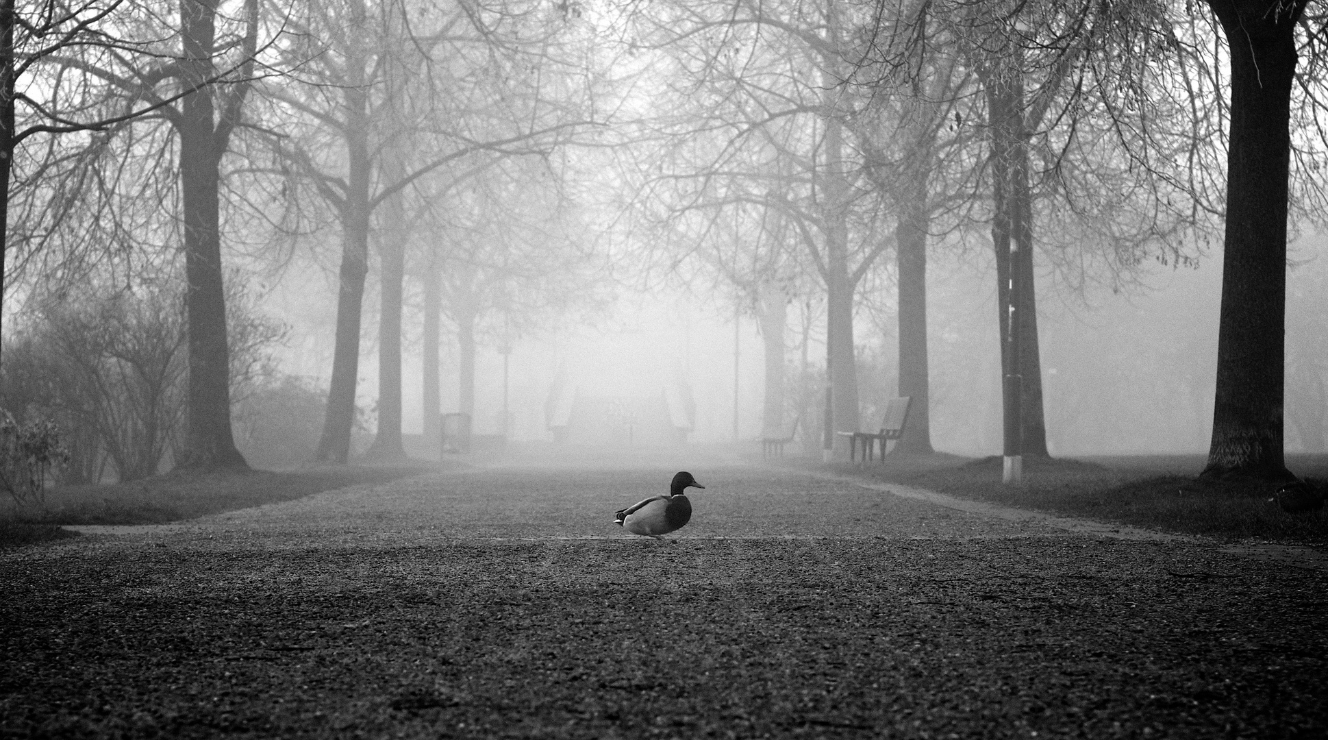 alone in the fog...