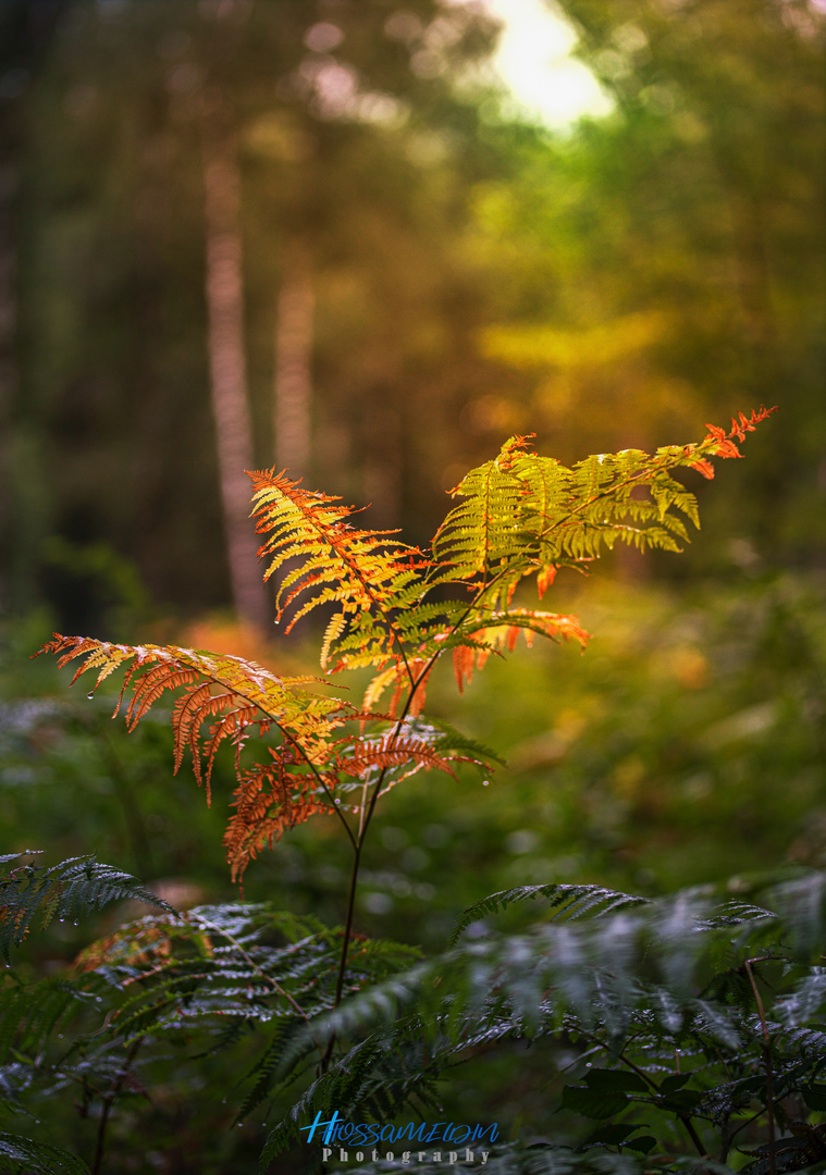 Alone in the forest 