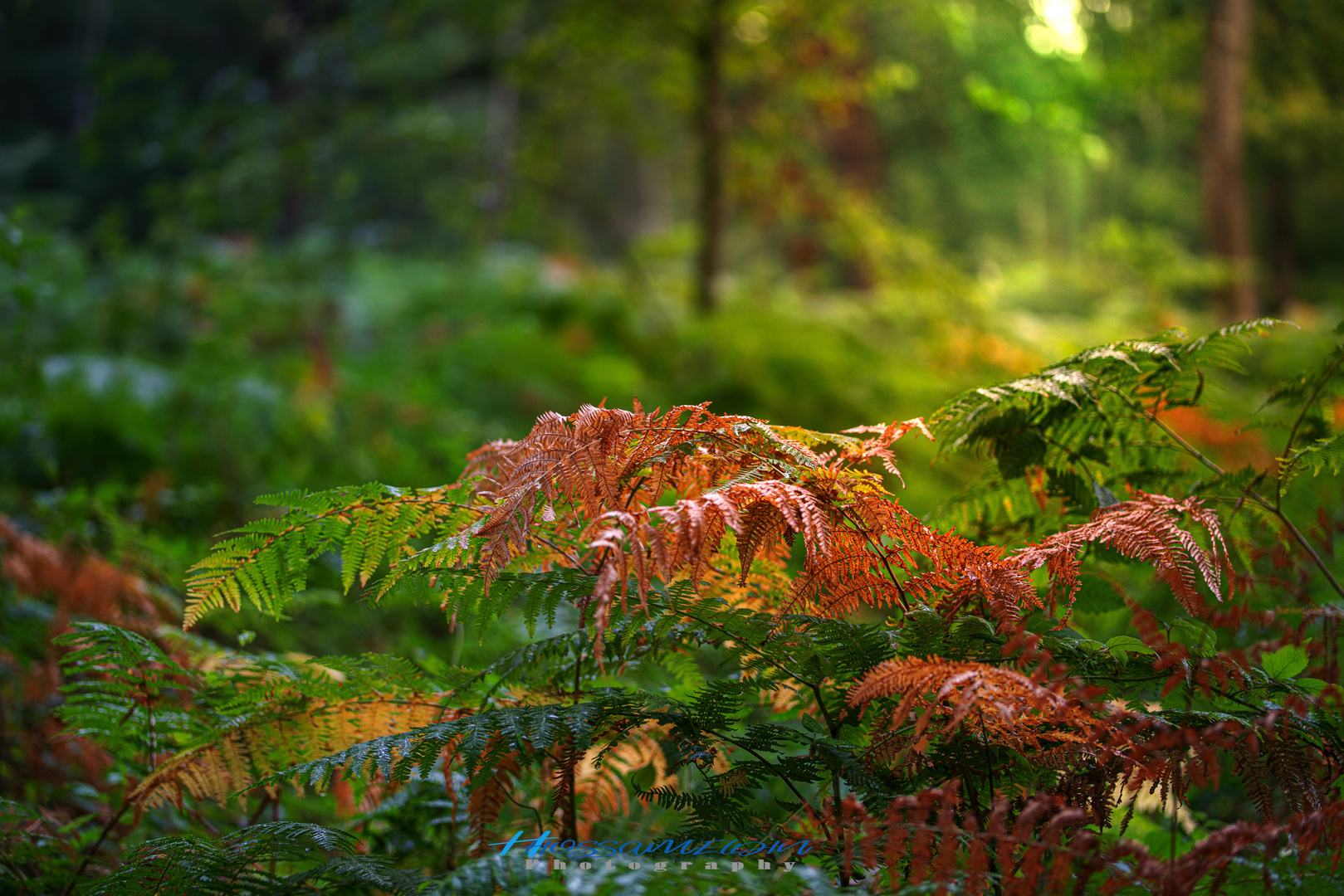 Alone in the forest 