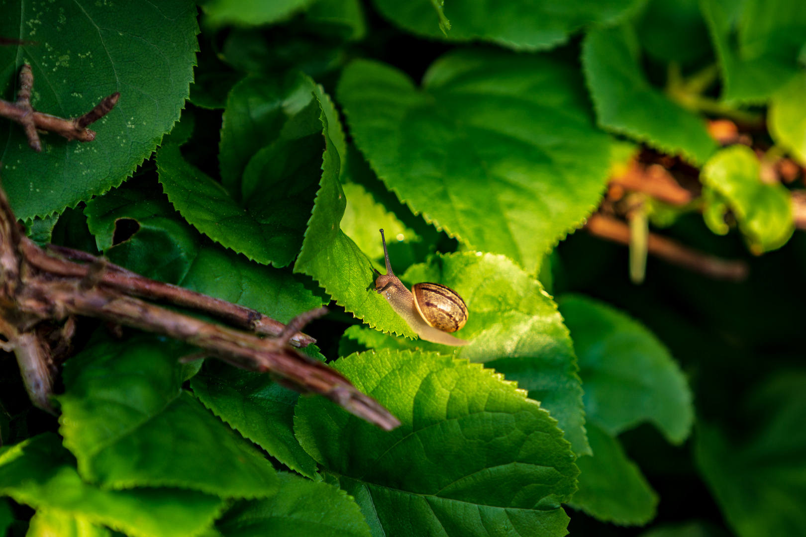 alone in the green