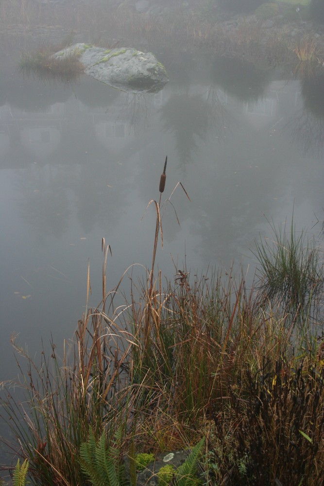 alone in the mist