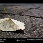 Alone in the park