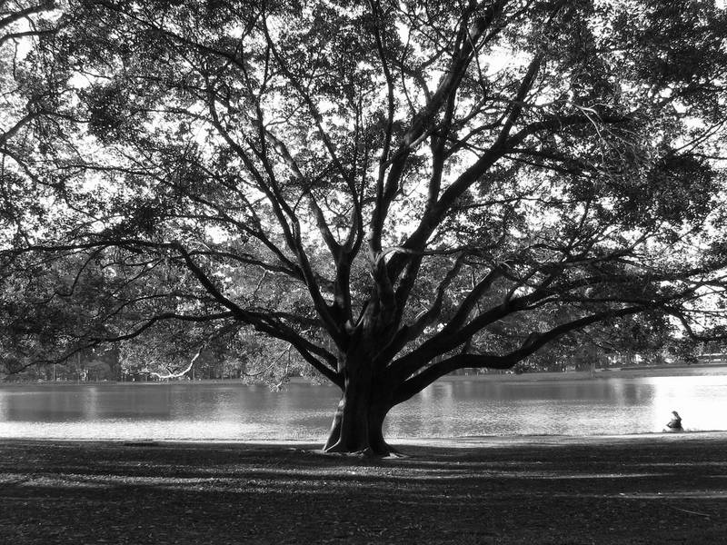 Alone in the park