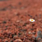 Alone.. In The Rock ..