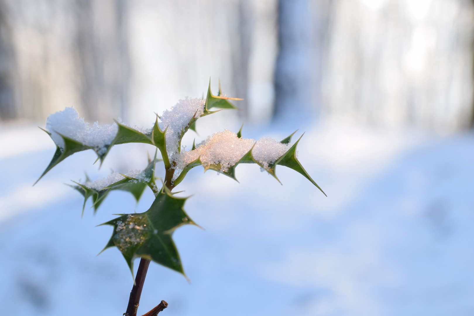 alone in the snow