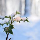 alone in the snow