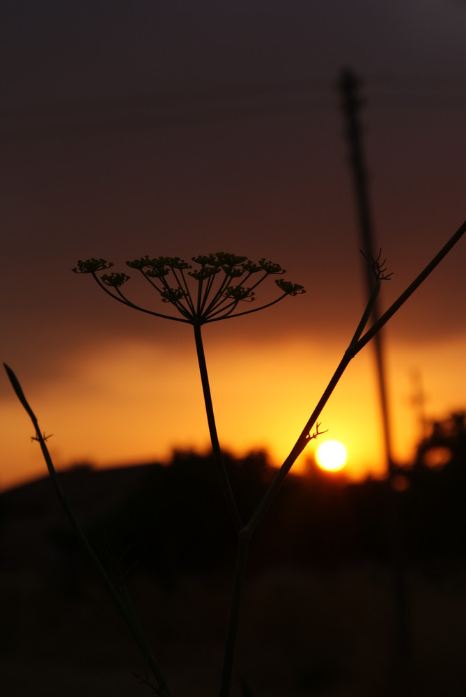 Alone in the sunrise .