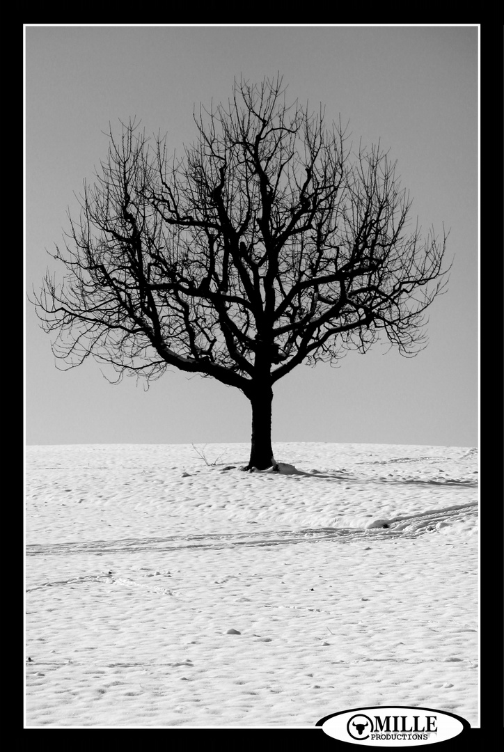 ALONE IN THE WHITE