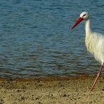 Alone on the beach