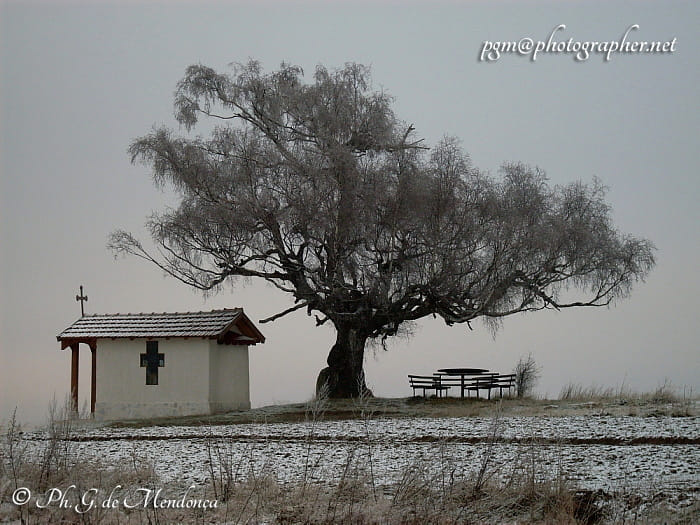 Alone on the rimy hill at dawn 