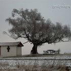 Alone on the rimy hill at dawn 