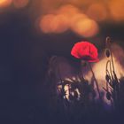 Alone poppy