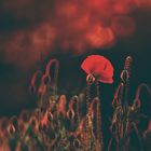 Alone poppy 