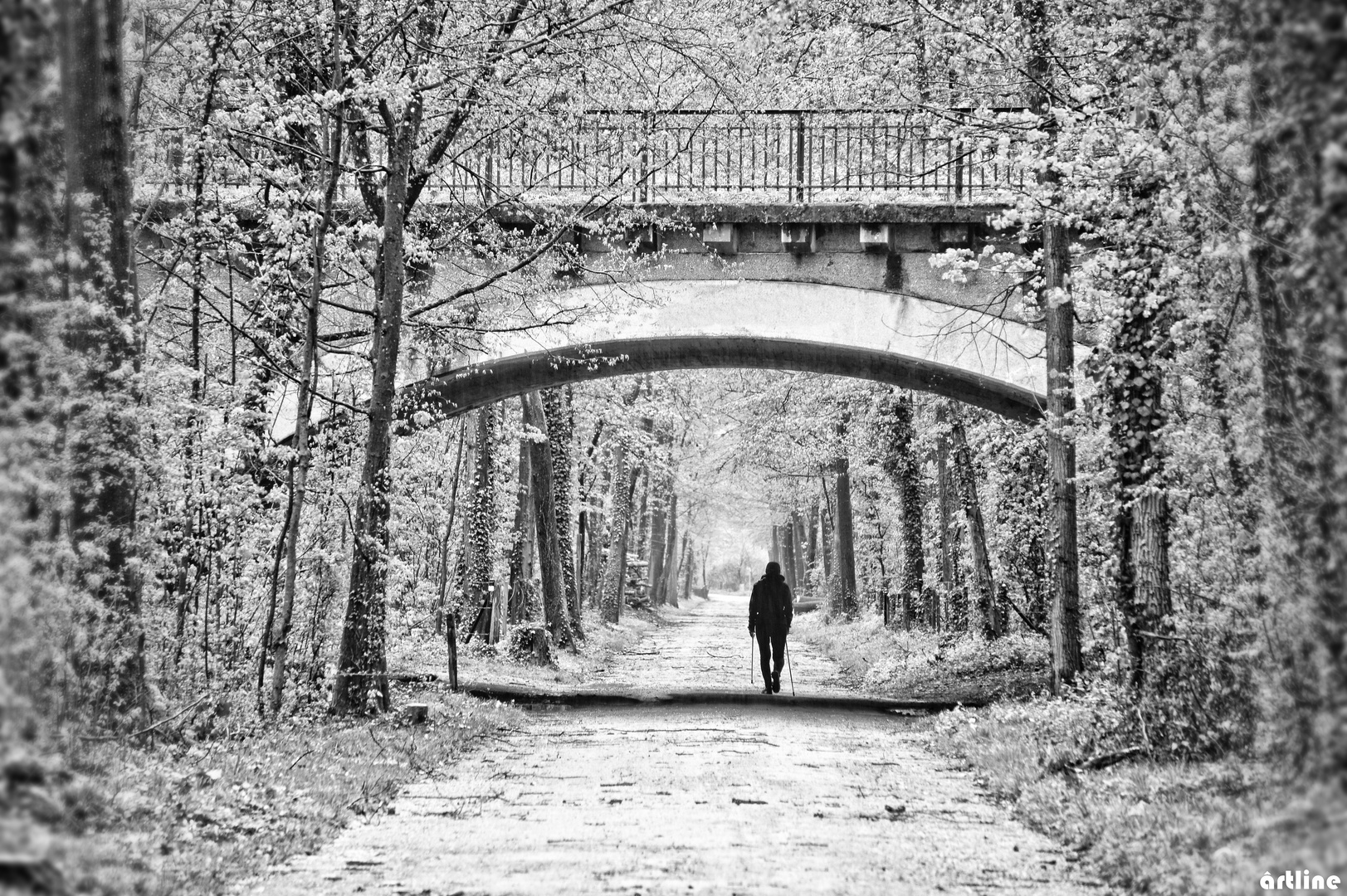 alone through the forest