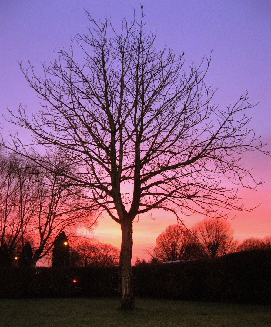 Alone to roost at dusk