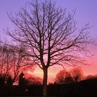 Alone to roost at dusk