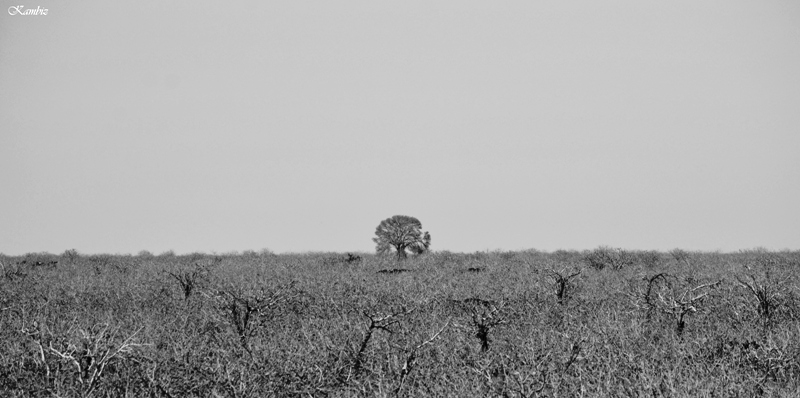 Alone Tree