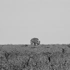 Alone Tree