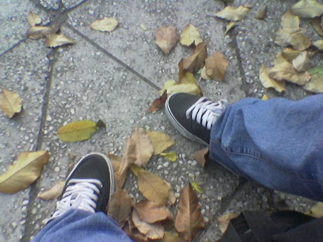 alone whit leaves