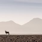 Alone with the Oryx in the Namib