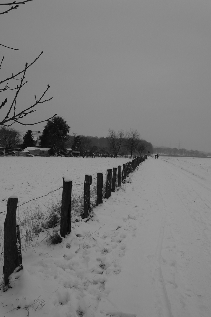 Along the fence.