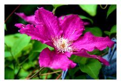 along the fence