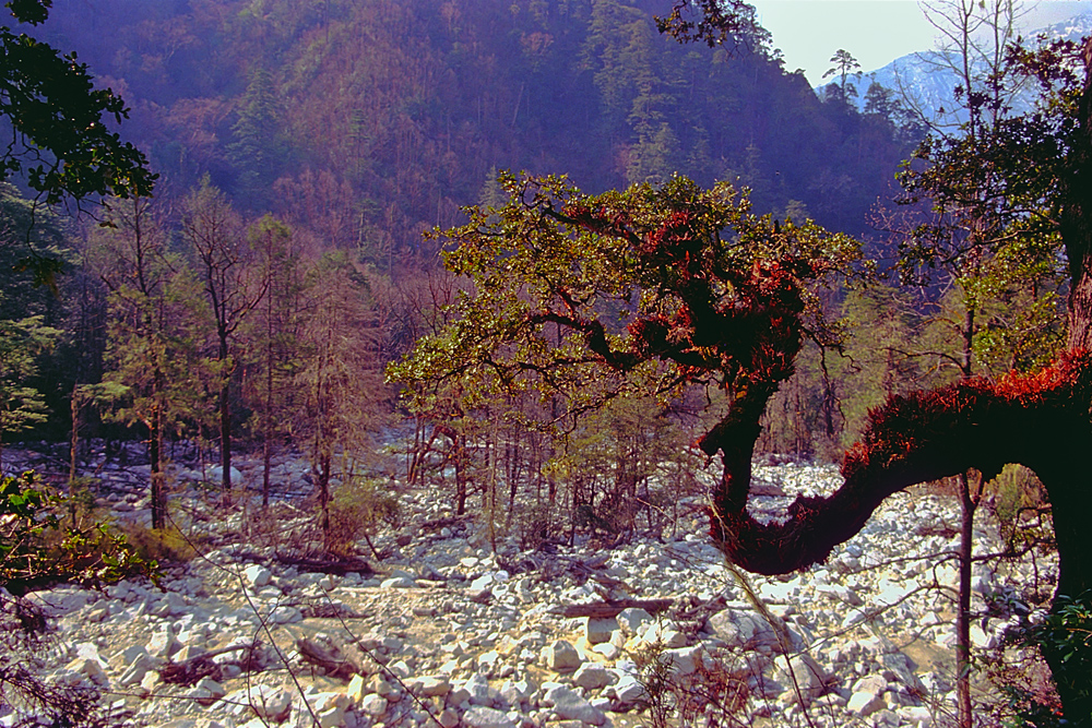 Along the riverside of Paro Chhu