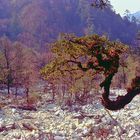 Along the riverside of Paro Chhu