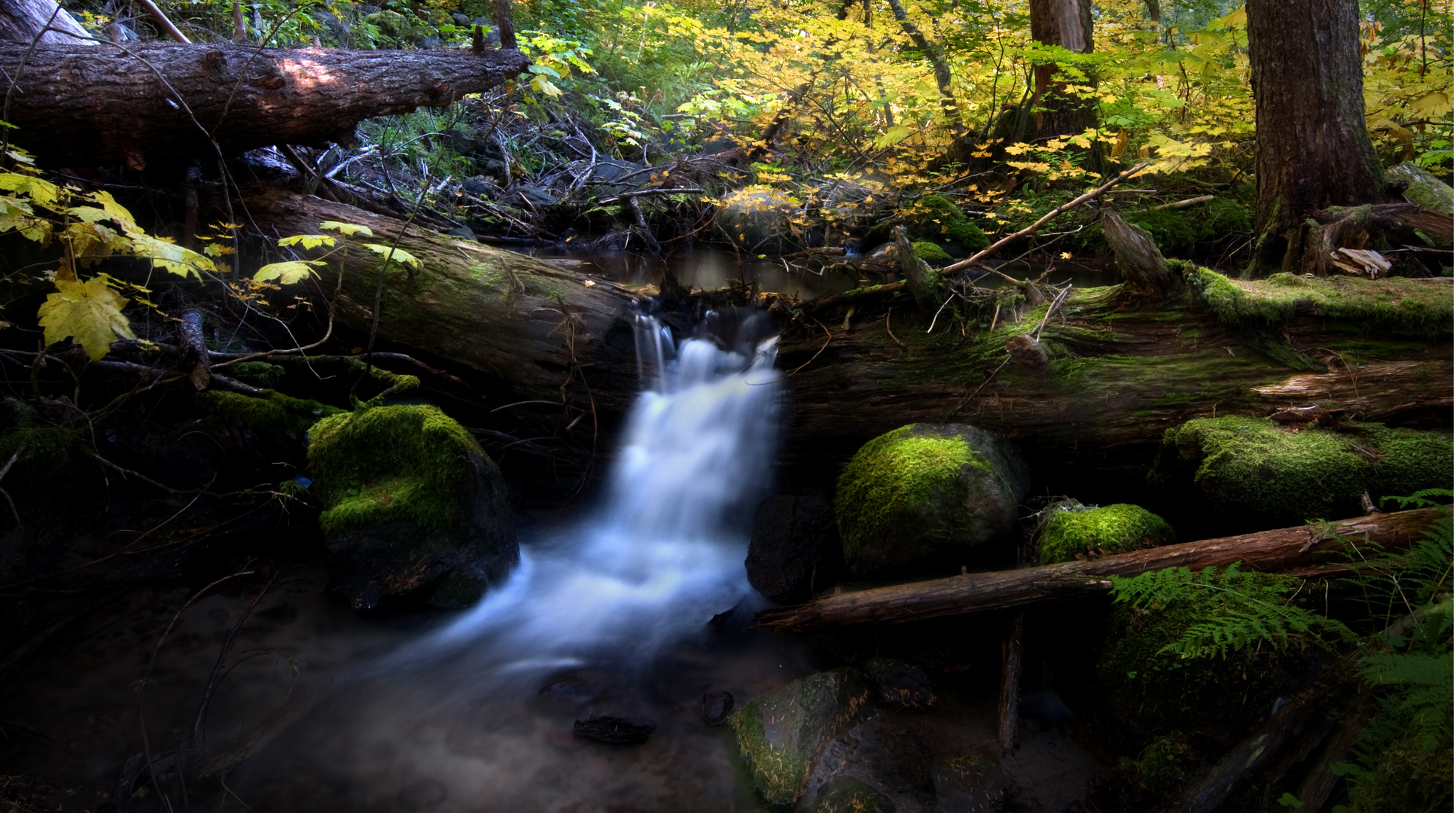 Along the Trail to Ramona Falls