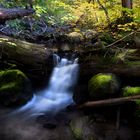 Along the Trail to Ramona Falls