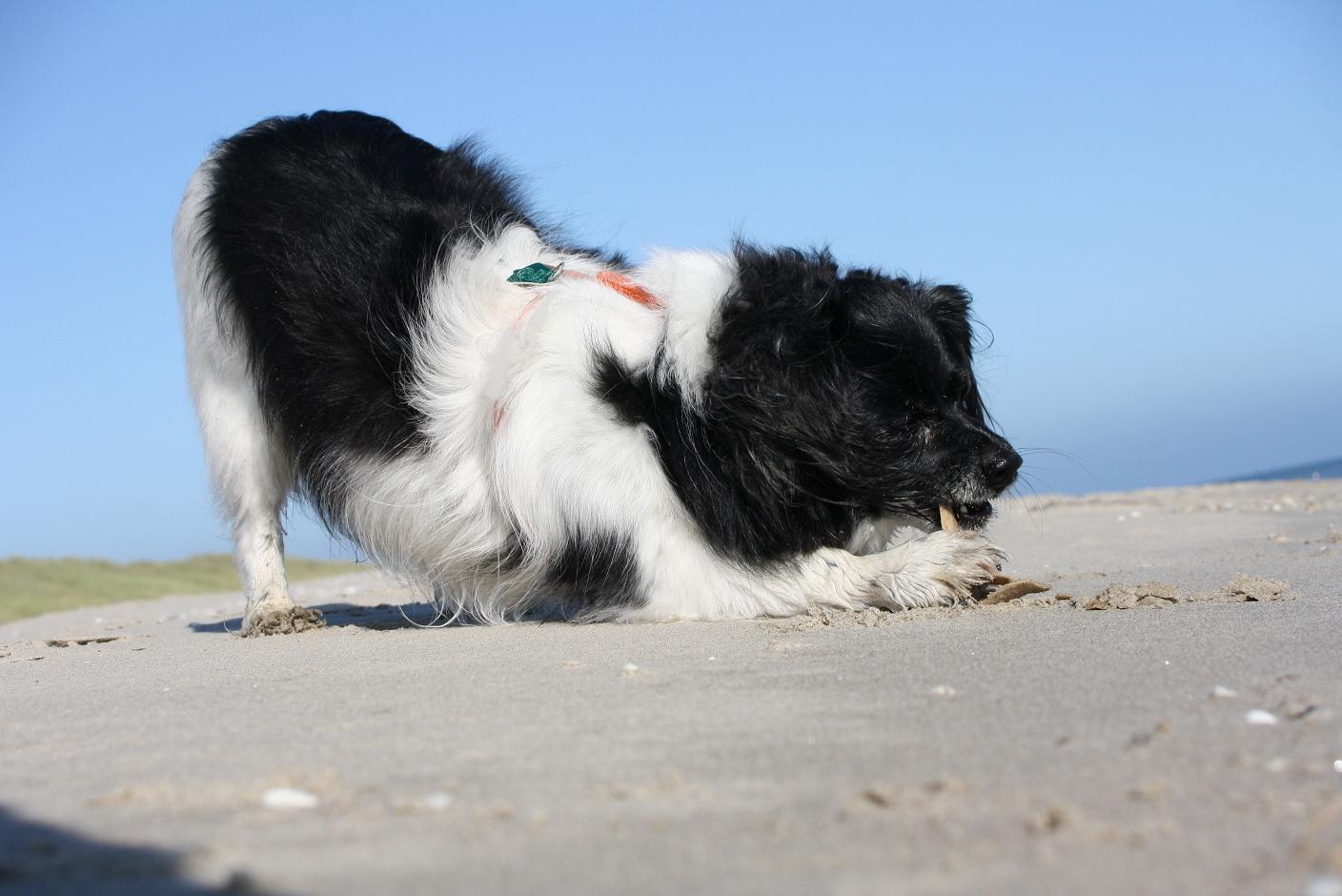 Alonso am Strand