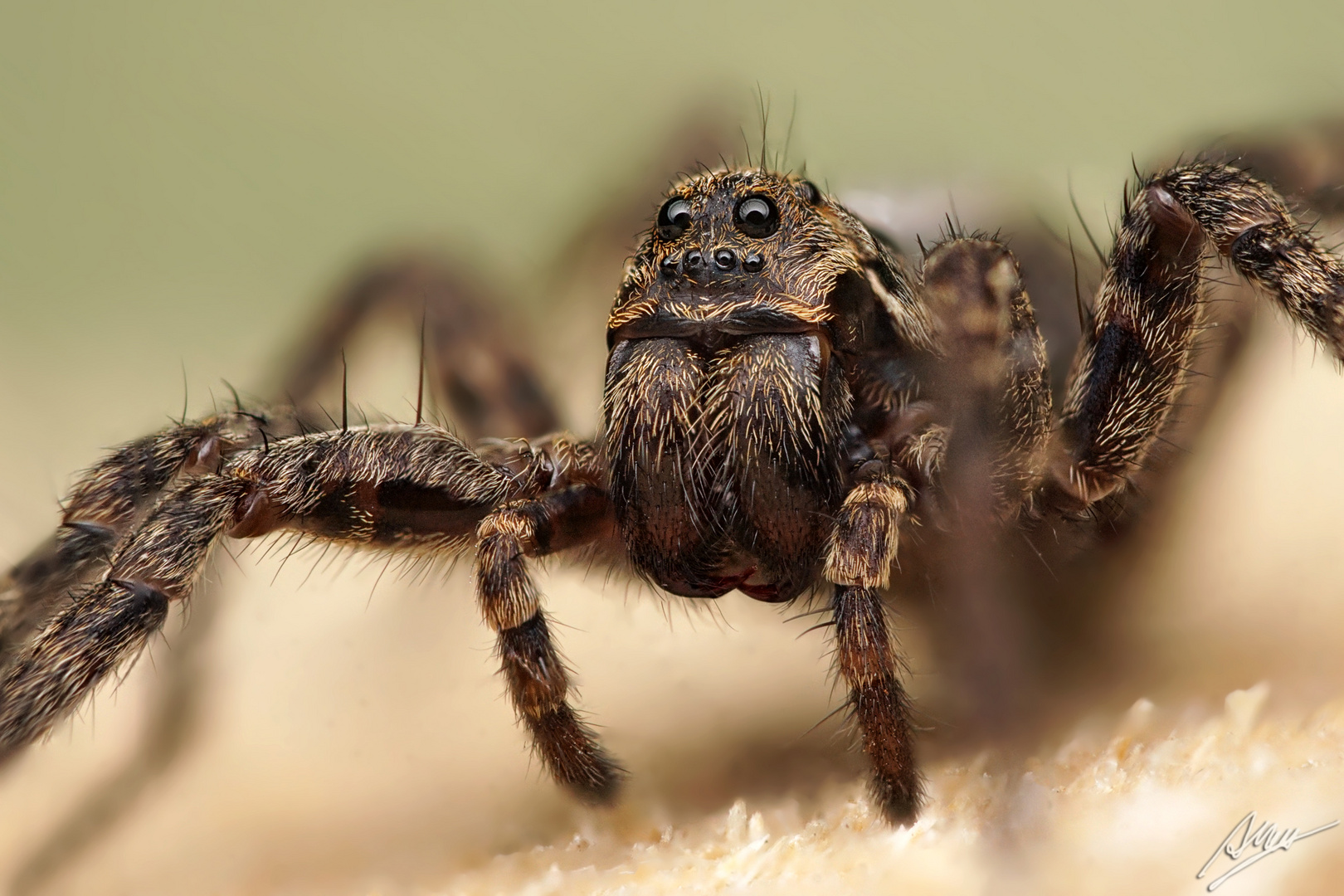 Alopecosa farinosa Weibchen Foto & Bild tiere, wildlife, spinnen