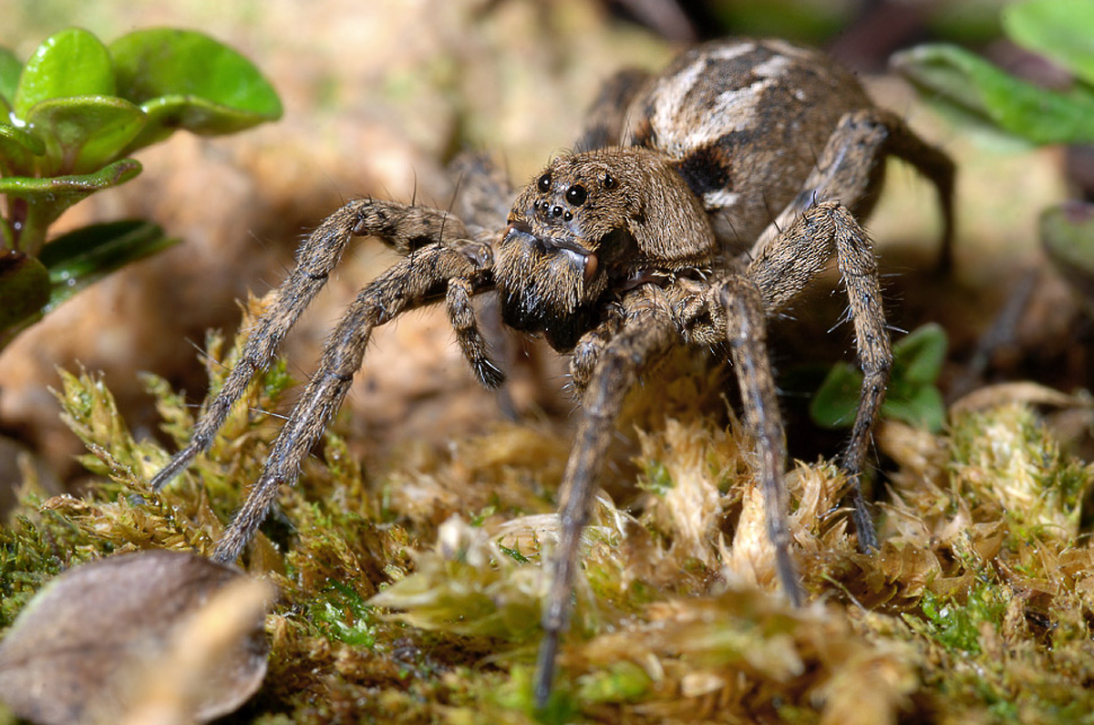 Alopecosa inquilina