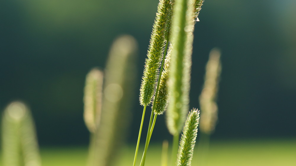 Alopecurus pratensis